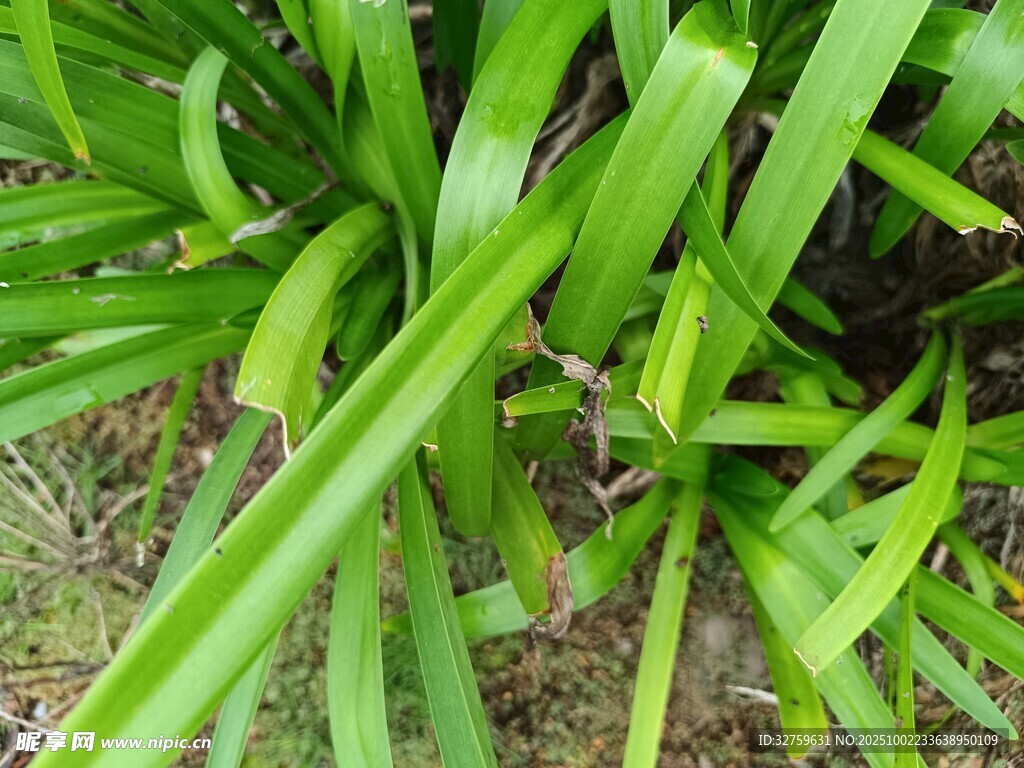 翠绿细长叶片的植物