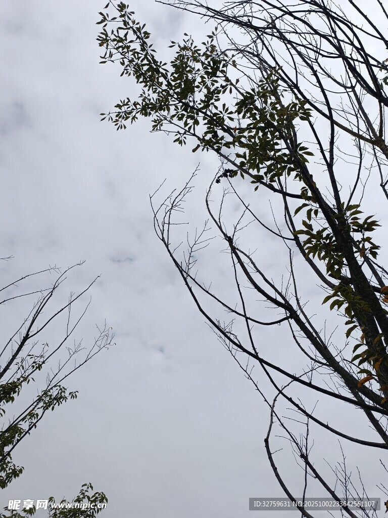 枯树与新绿的天空景象
