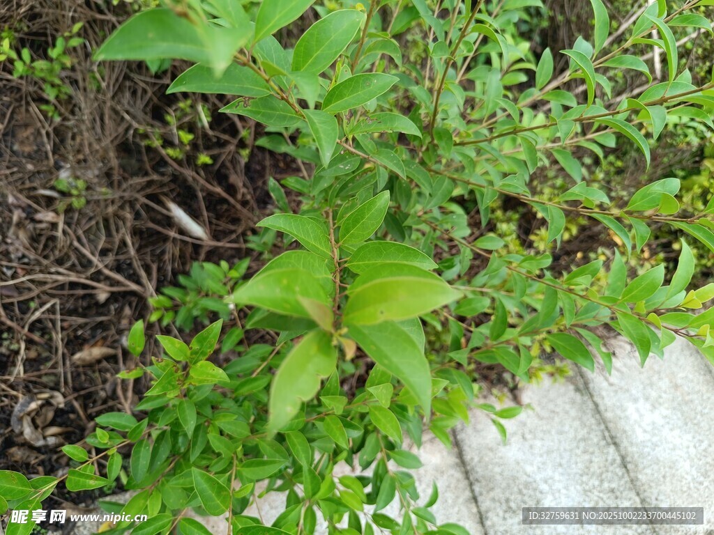 地面生长的绿色植物