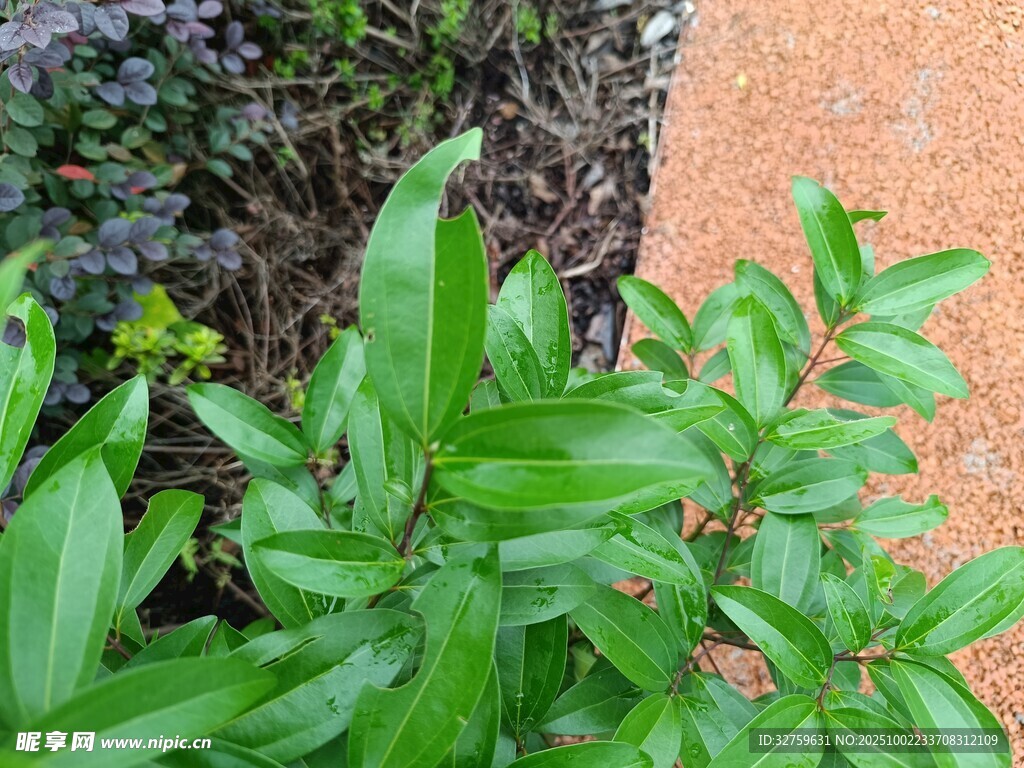 绿叶植物特写