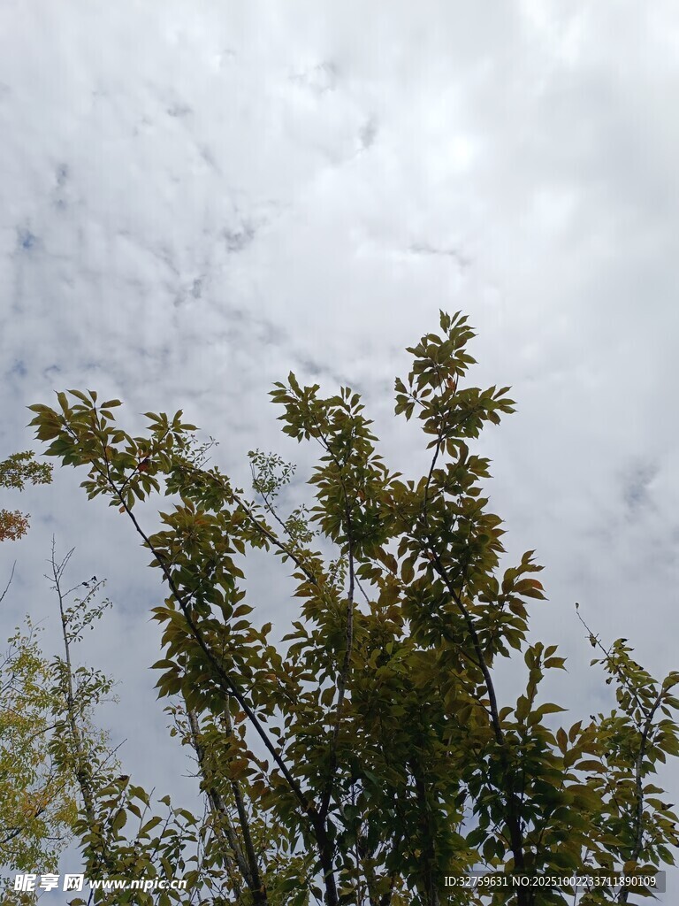 树梢上的多云天空