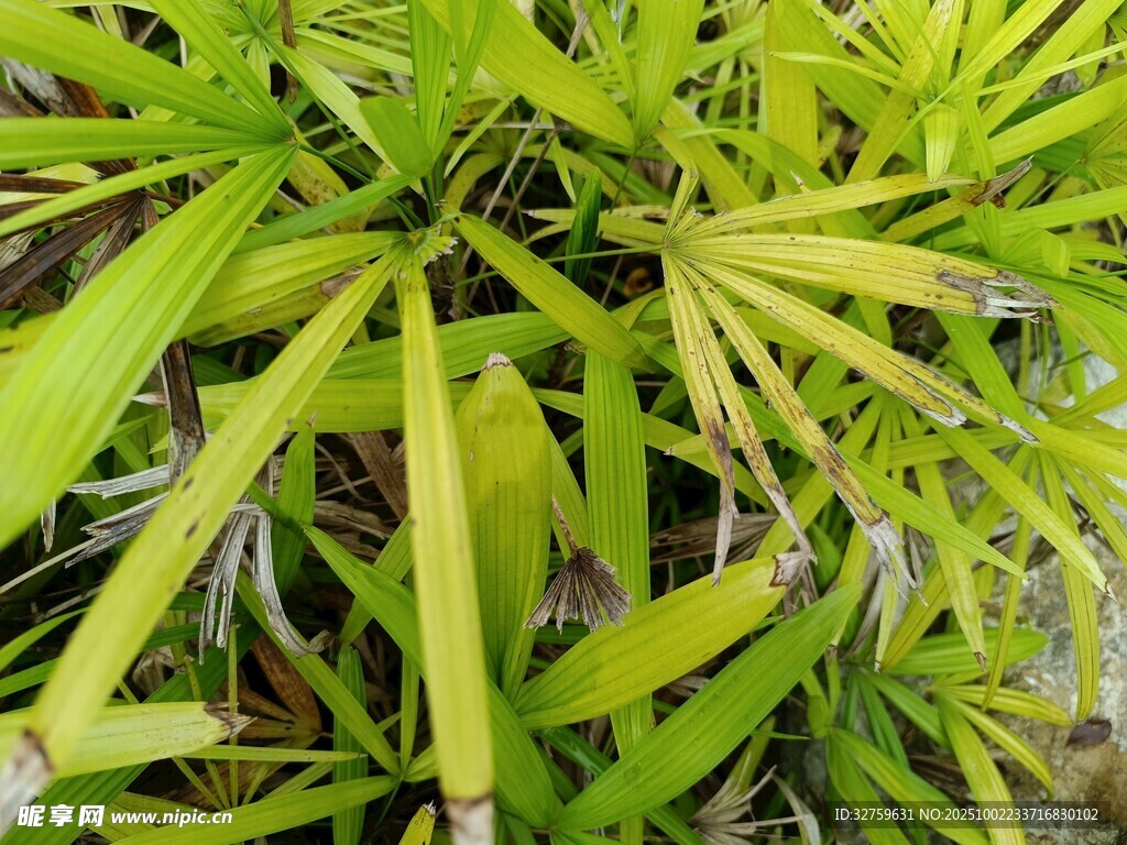 翠绿细长叶片的植物