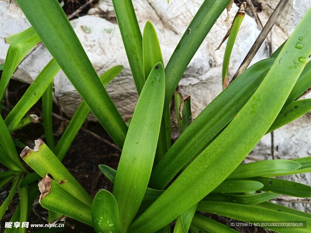 翠绿兰草叶片特写