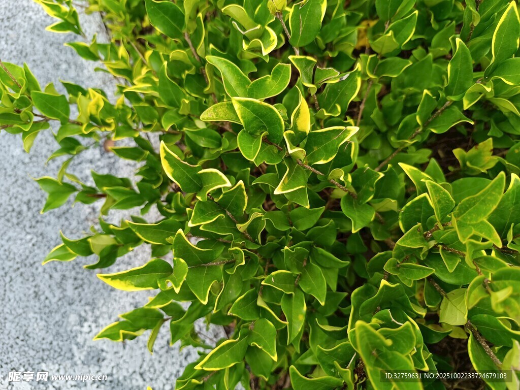 翠绿繁茂的绿植特写