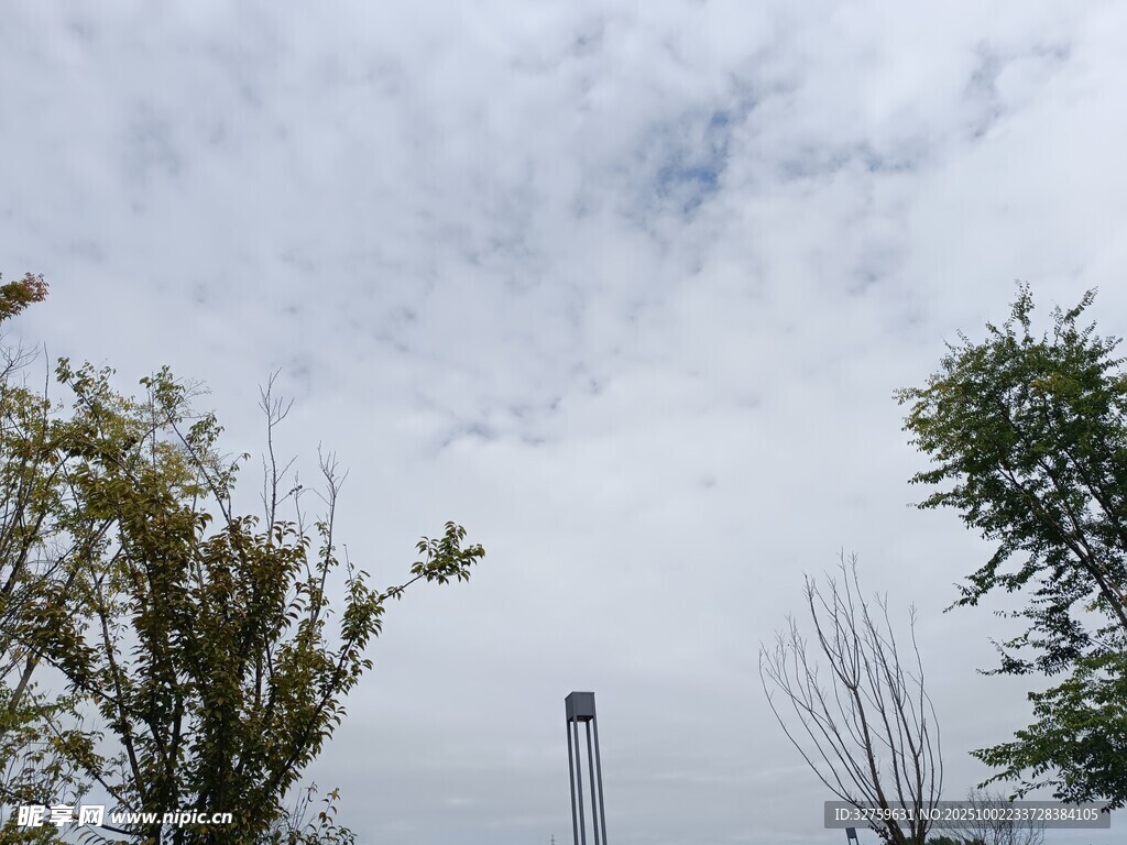 天空下的树木与灯杆
