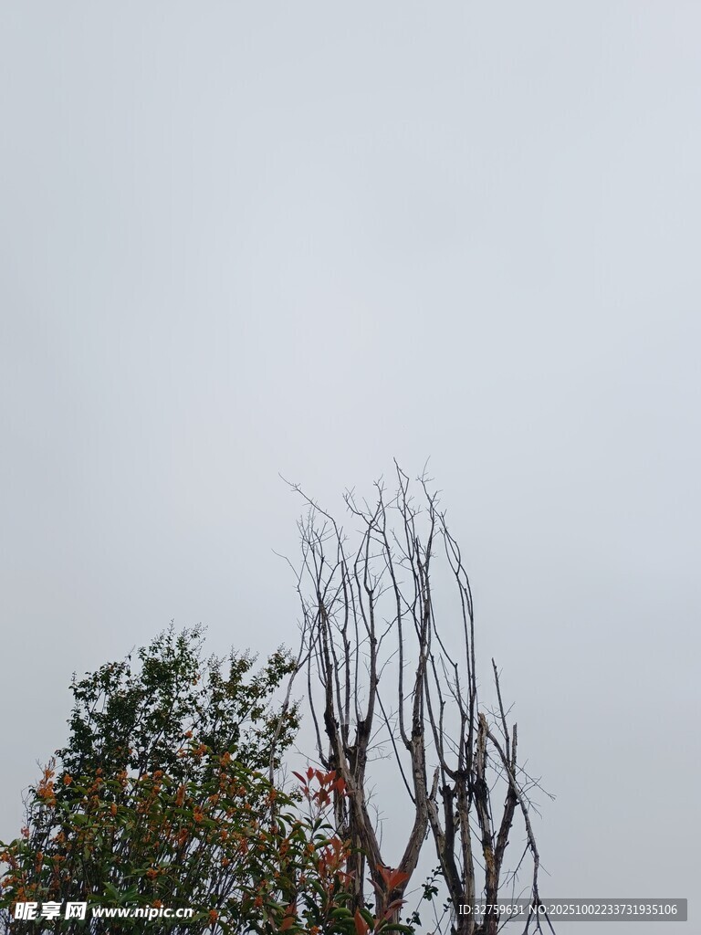 枯树与绿树的天空景象