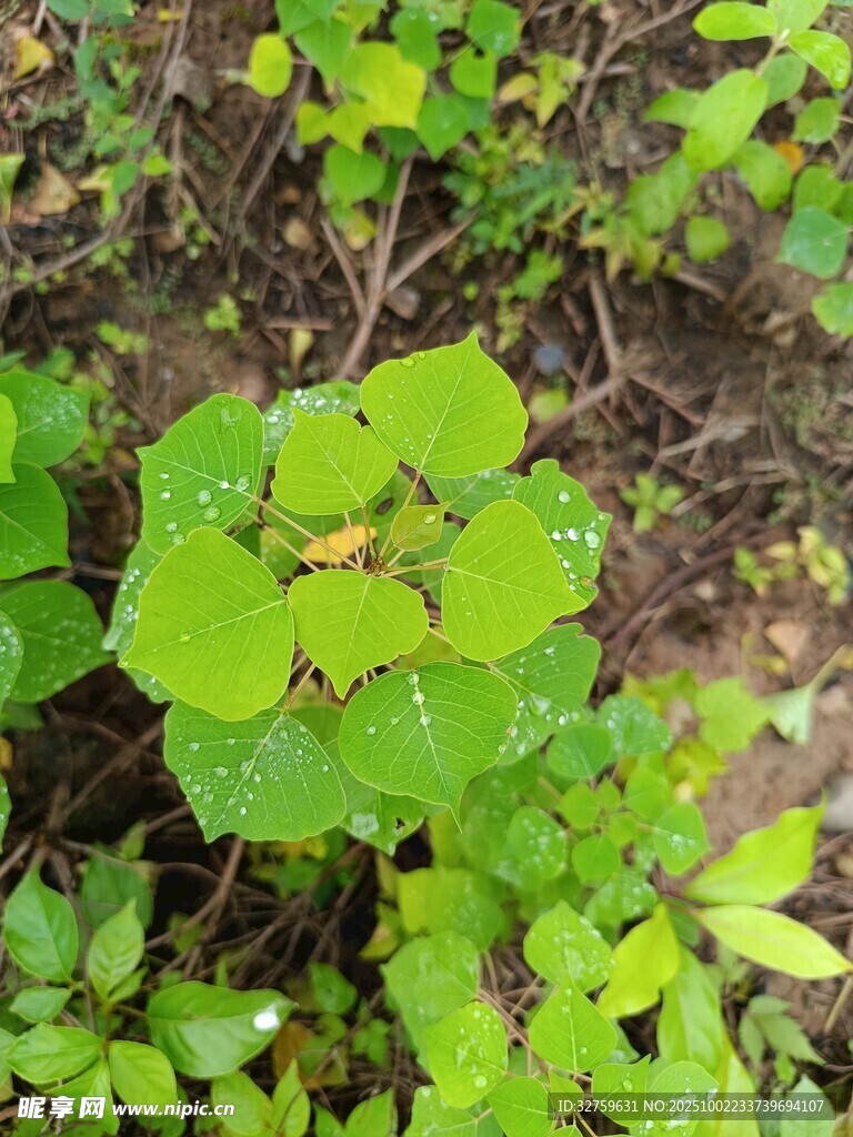 嫩绿叶片的清新植物景象