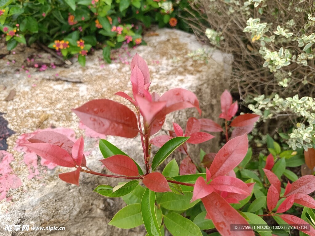 石边艳红植物特写