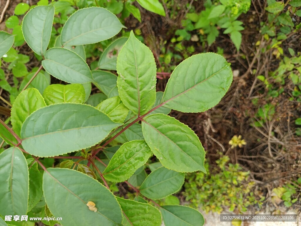绿叶植物特写