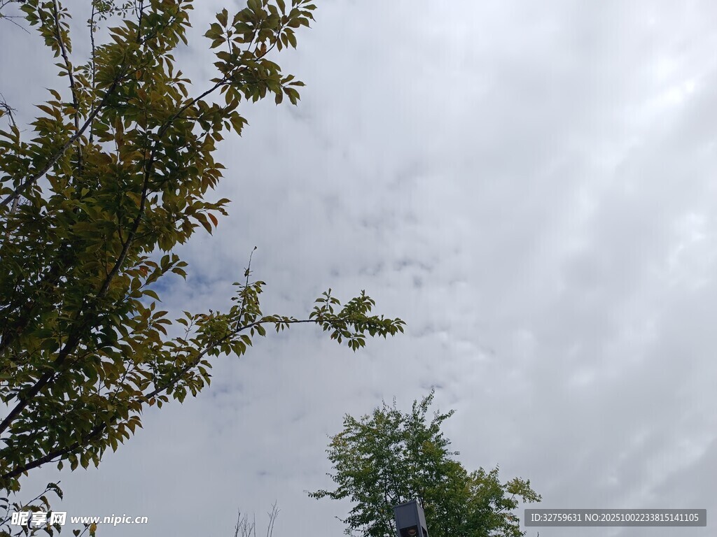 仰视天空中的绿树与白云