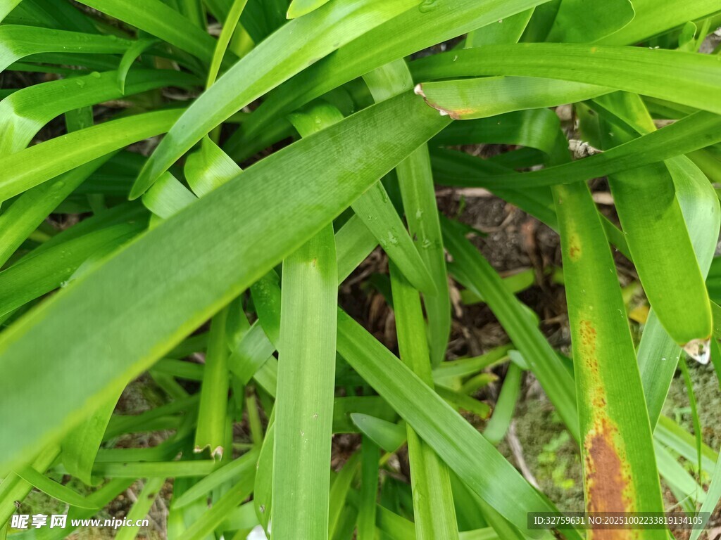 翠绿修长的草叶特写
