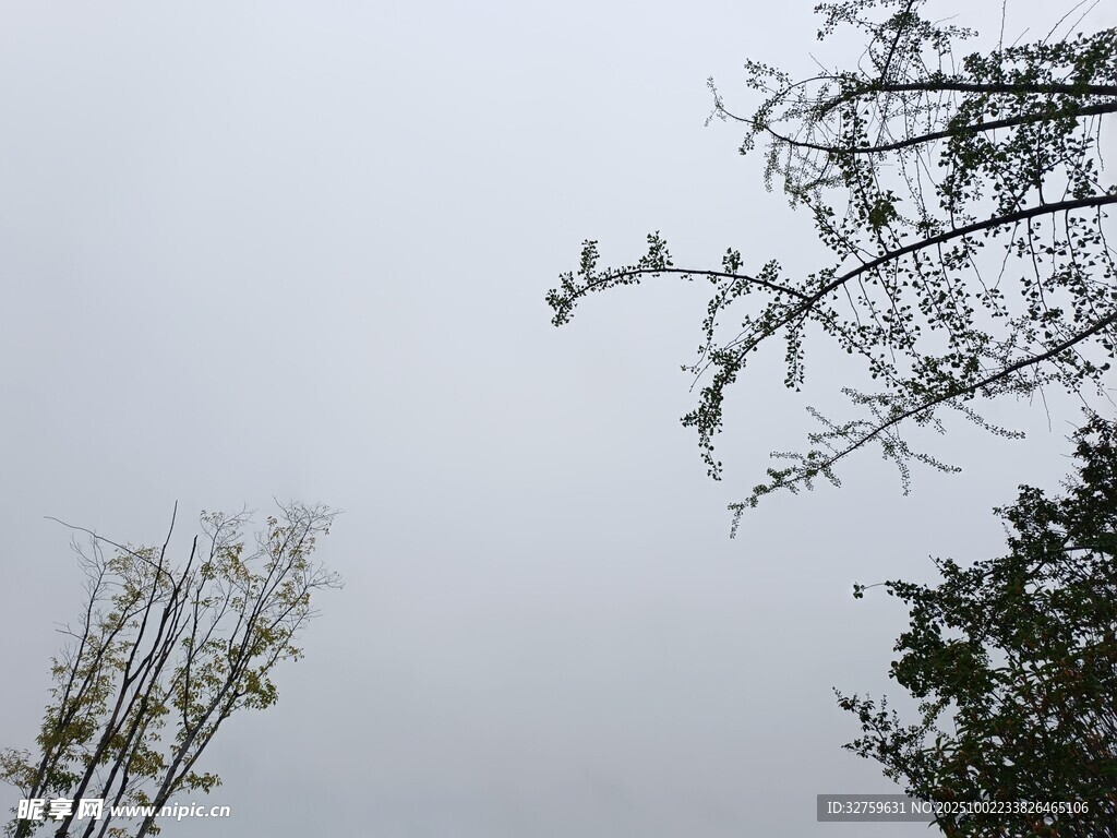 阴天树枝景象