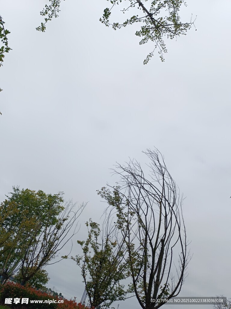 狂风中的扭曲树木