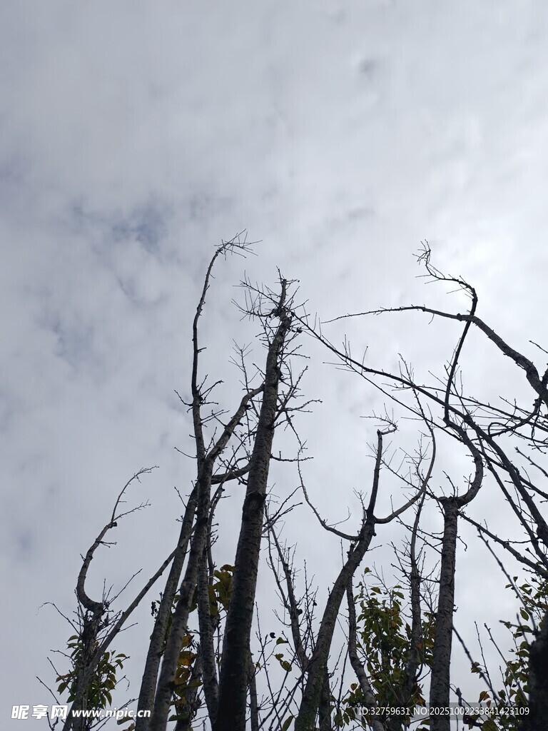 枯树立于蓝天白云之下
