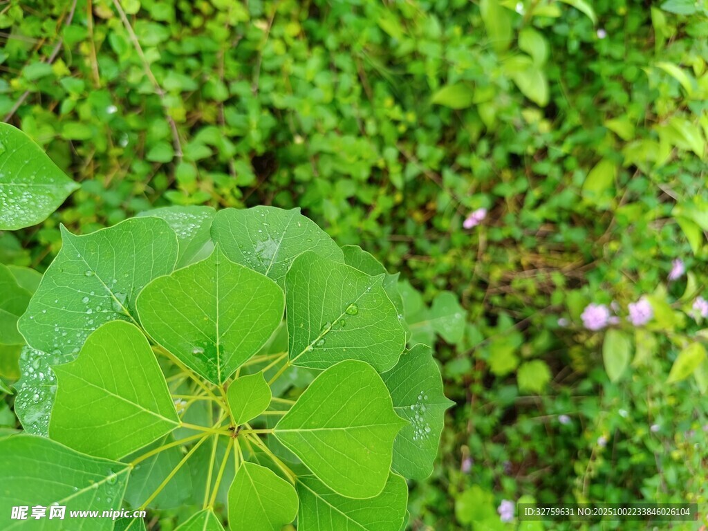 翠绿三叶草特写