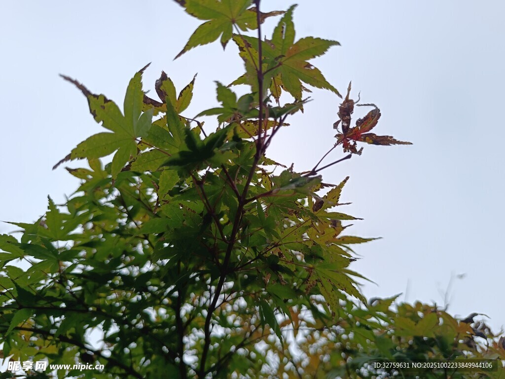 枝头飞鸟与绿叶