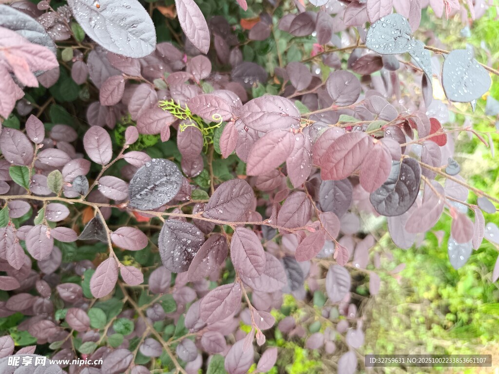 紫叶植物特写