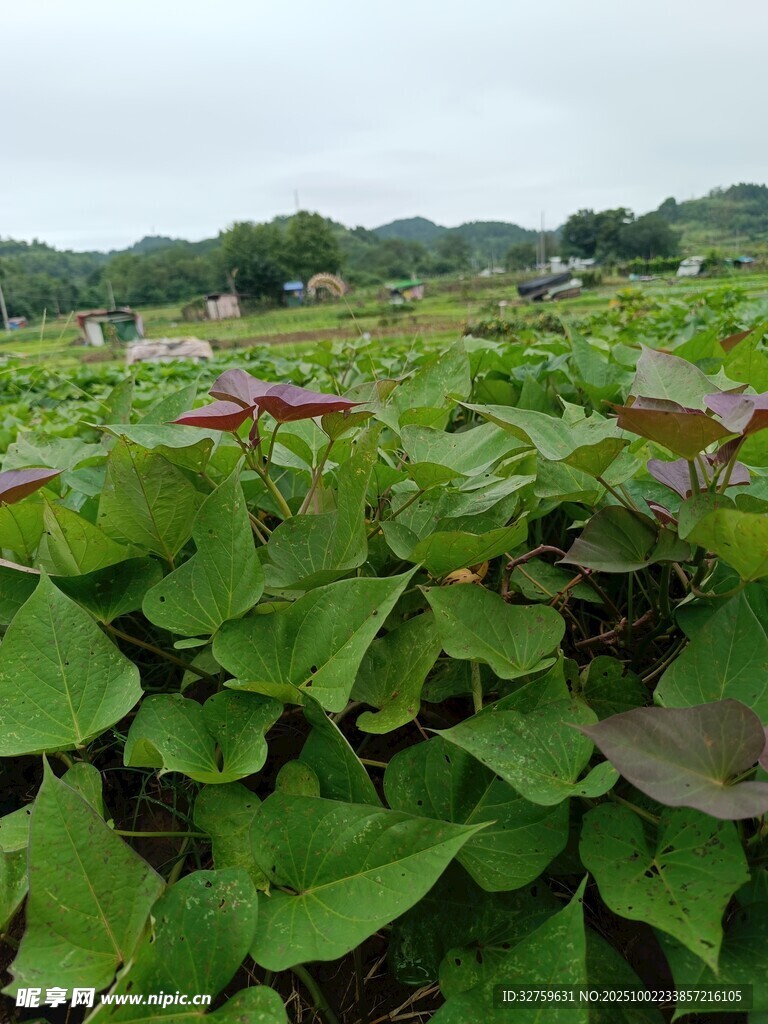 绿叶繁茂的农田景象