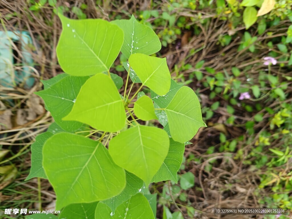 翠绿心形叶片植物特写