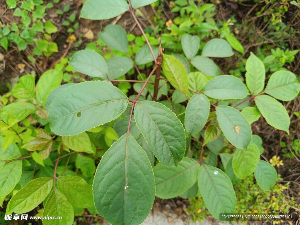 绿叶丛生的植物景观