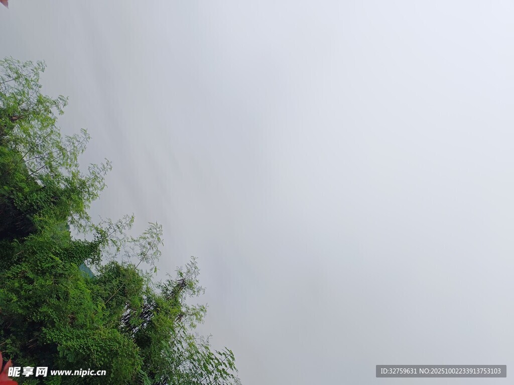 绿叶衬灰白天空