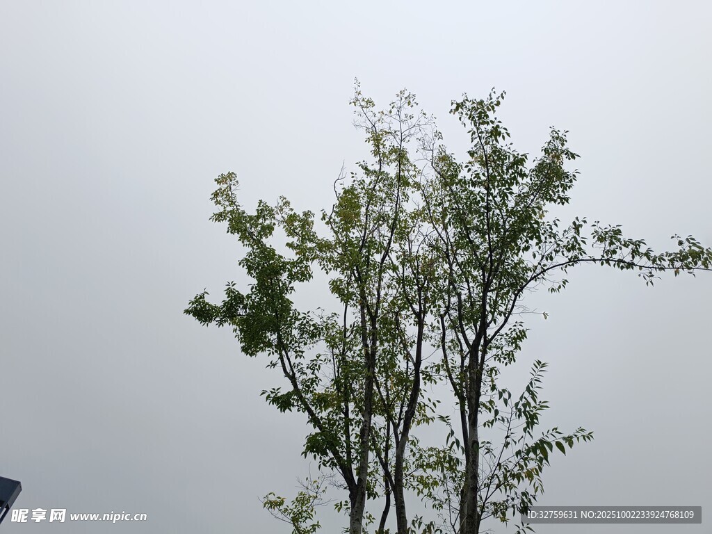 天空下的挺拔绿树