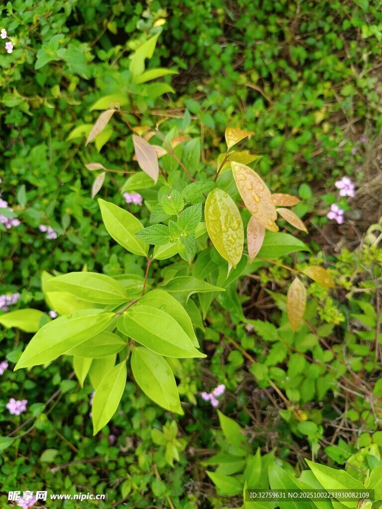 绿叶繁花的自然景致