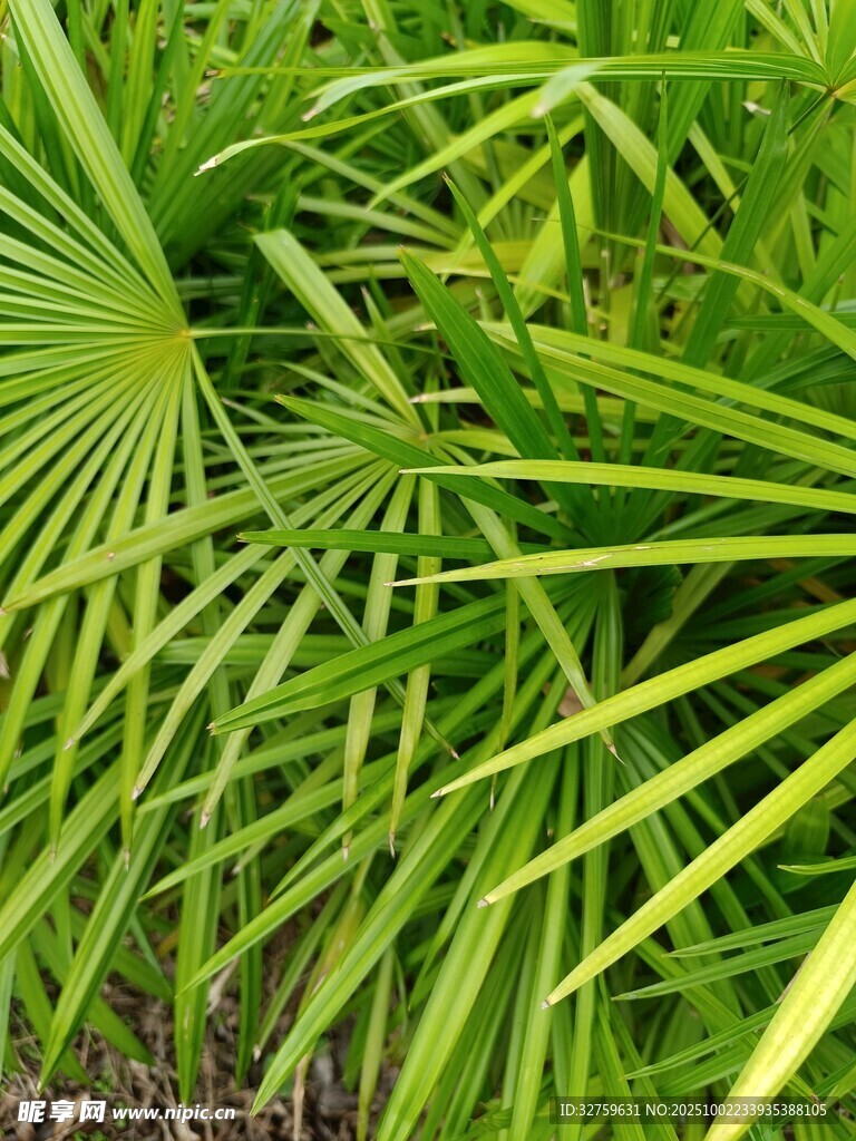 翠绿扇形叶片植物特写