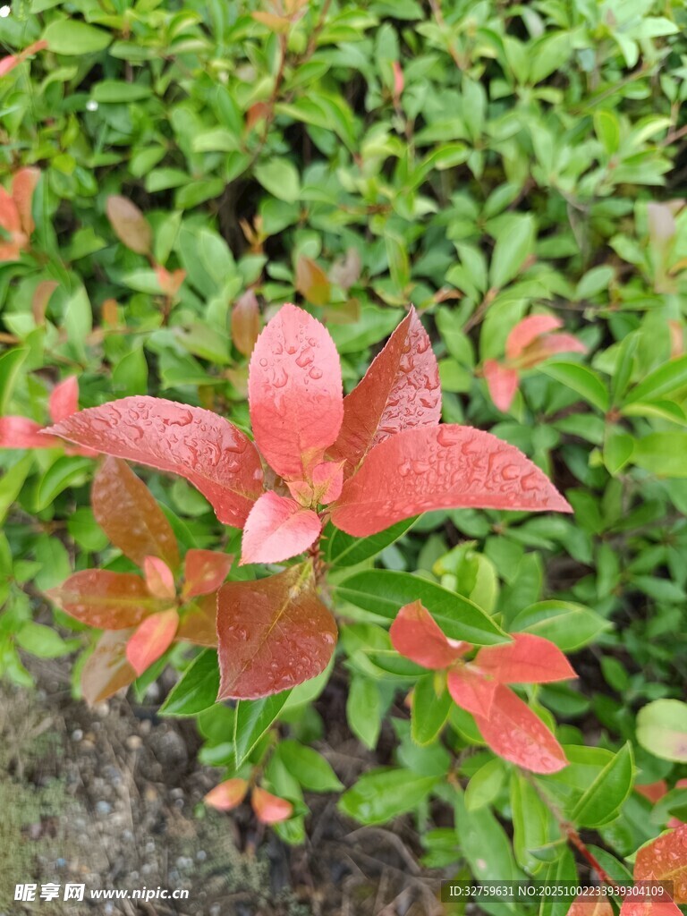 红叶绿叶交织的美丽景致