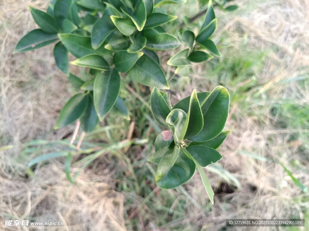 地面生长的绿色植物