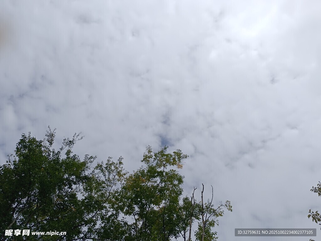 树梢上的多云天空