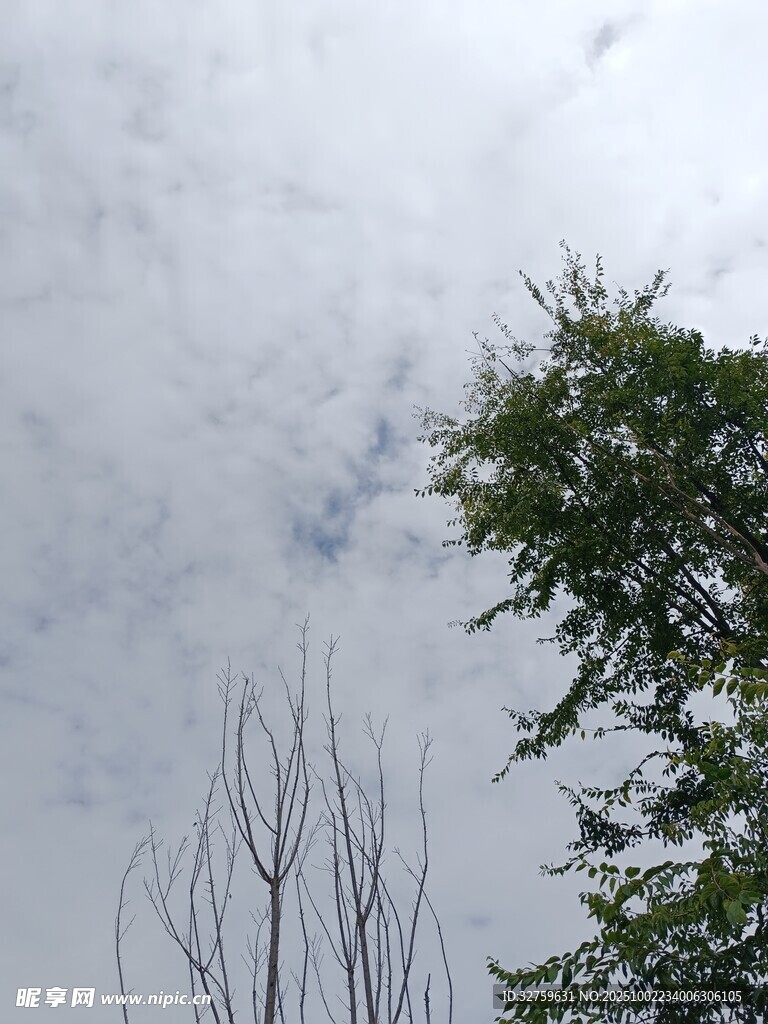 天空下的树木与光秃枝干