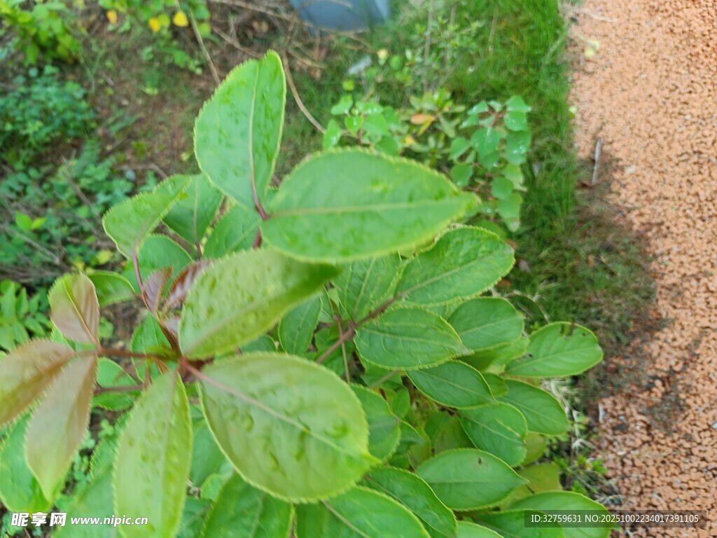 绿叶植物与小径景观