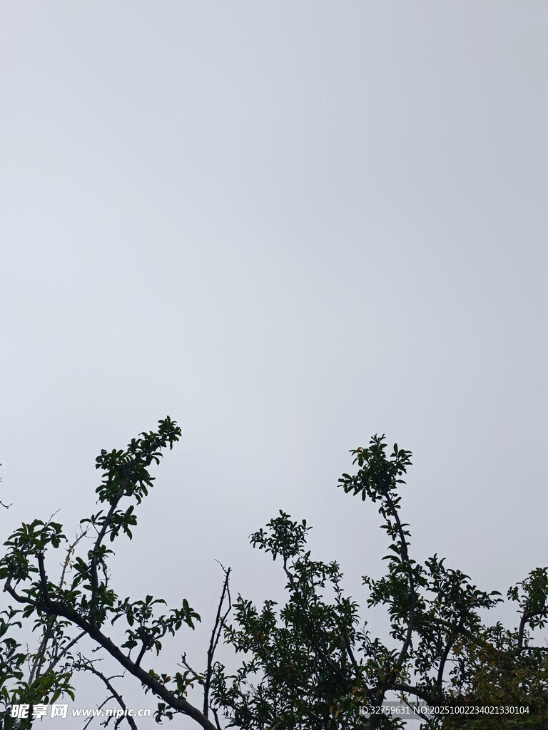枝头绿意