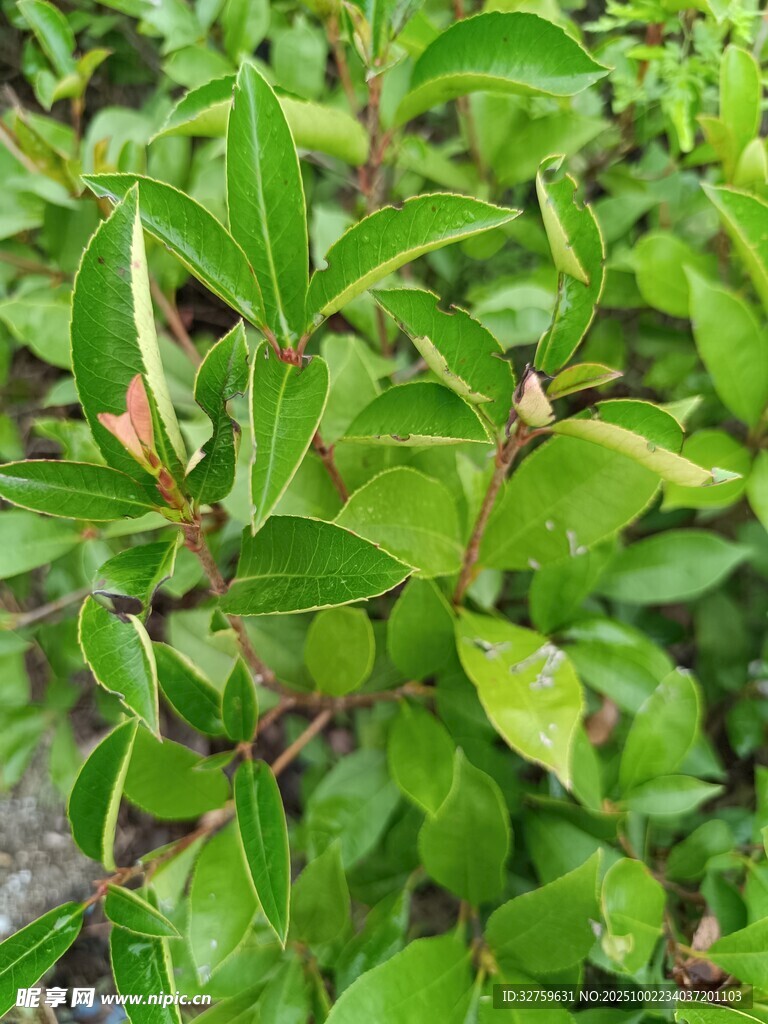 翠绿叶片植物特写