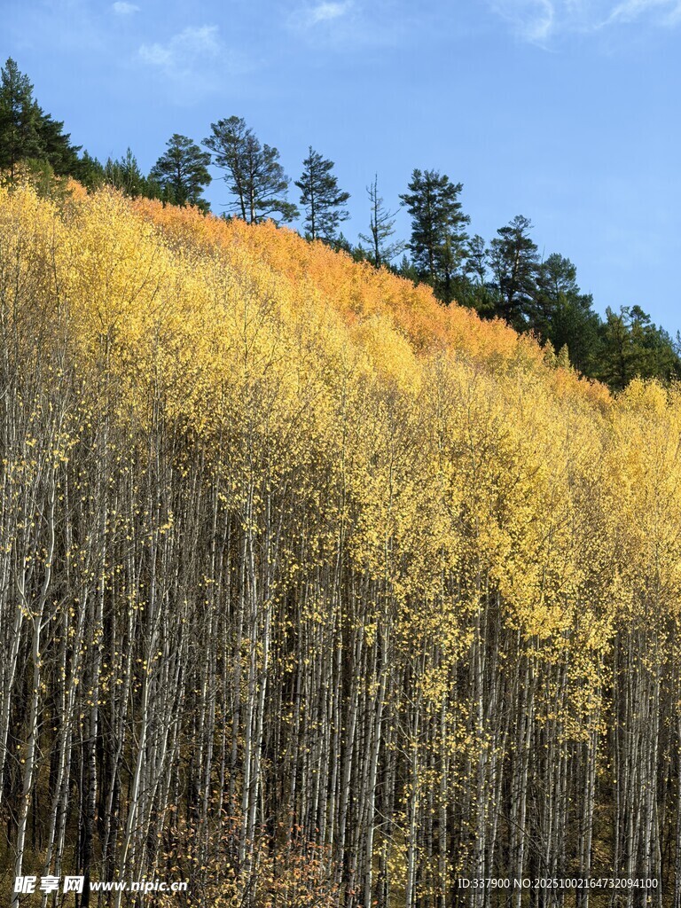 金秋山林美景