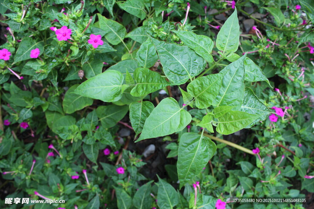 紫茉莉