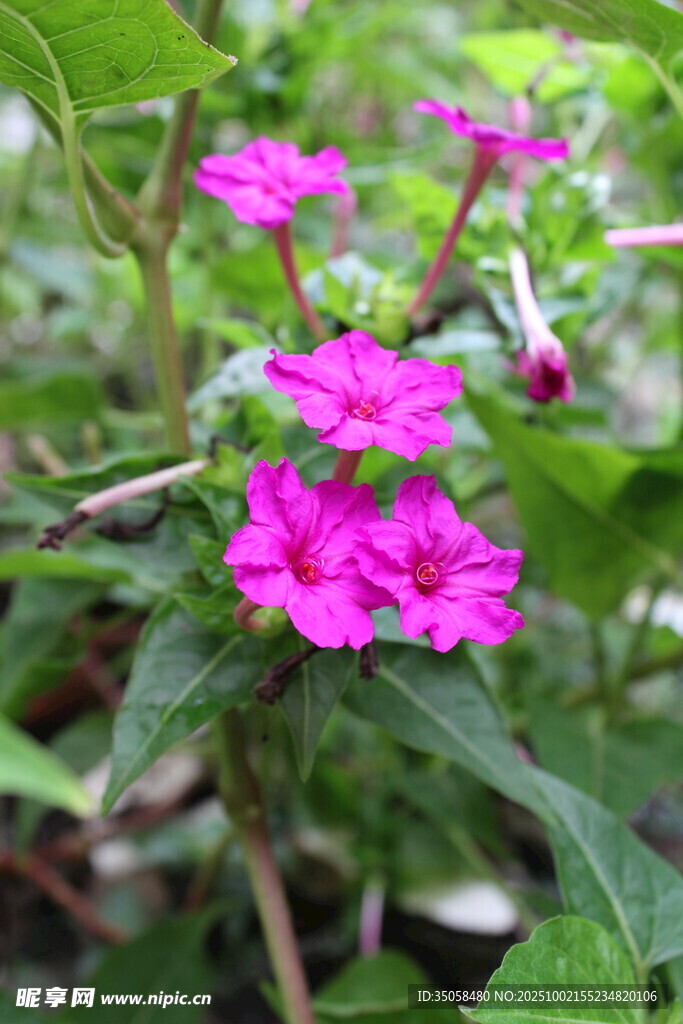 紫茉莉