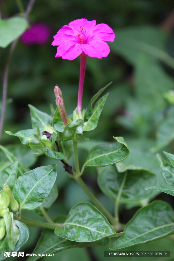 紫茉莉