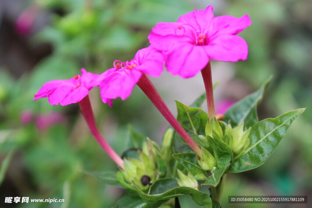 紫茉莉