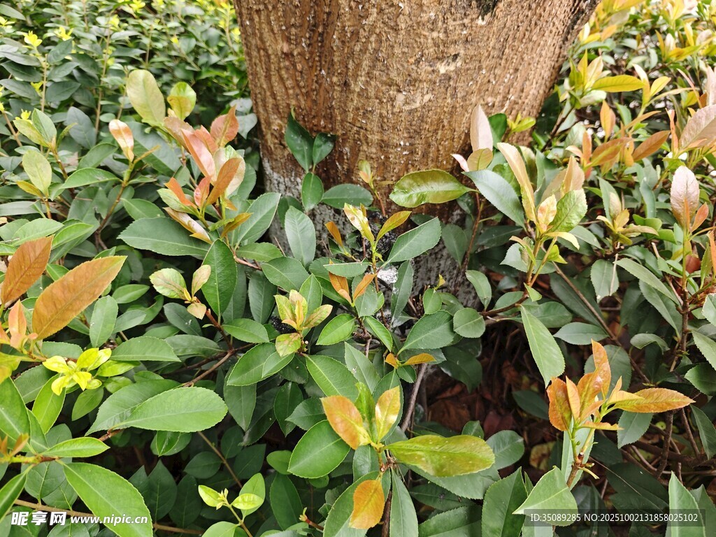树下繁茂绿植景观