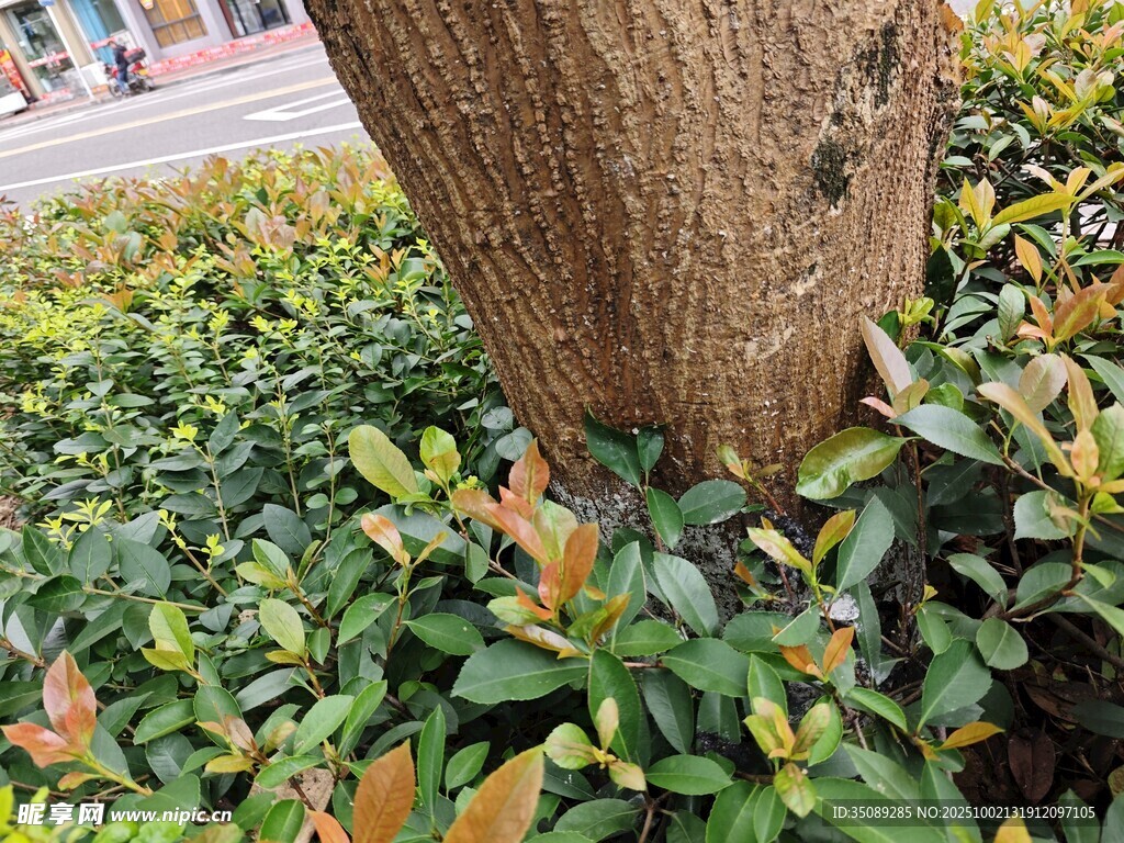 树下繁茂绿植景象