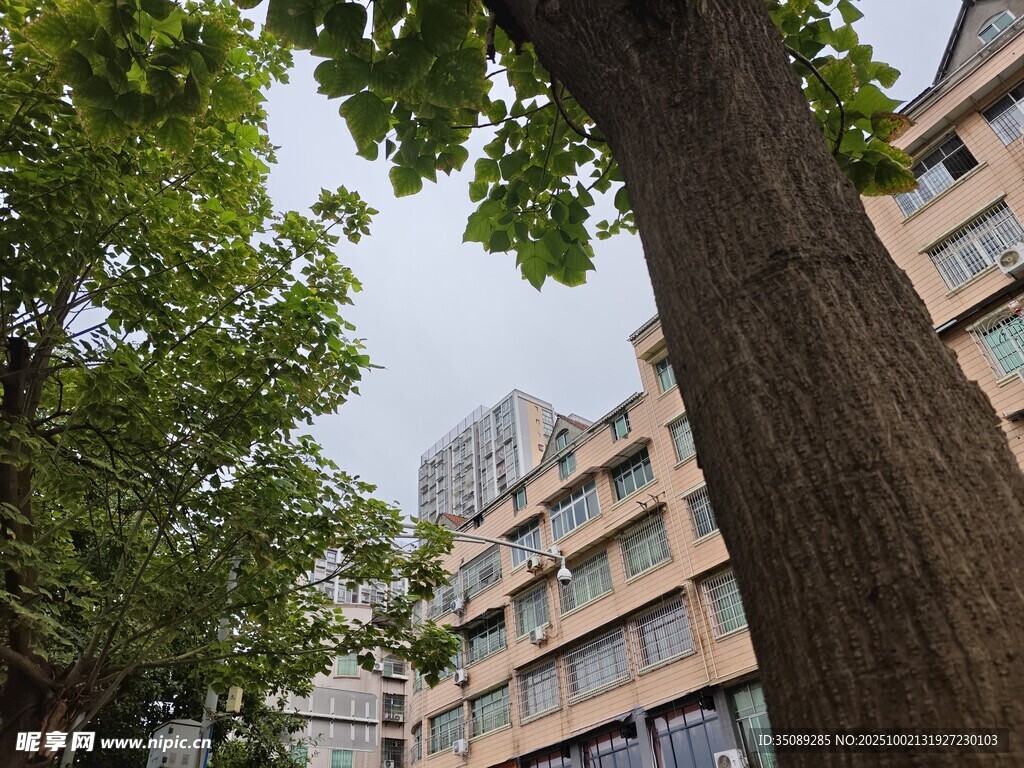 校园中大树旁的现代建筑