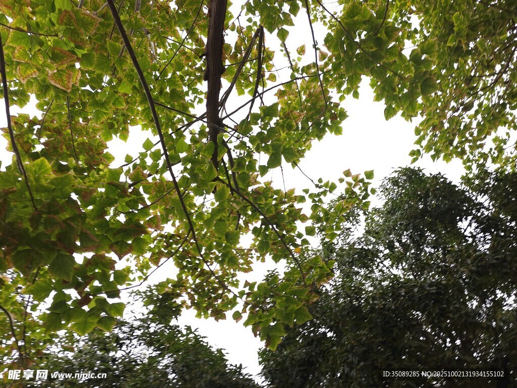 仰视茂密枝叶