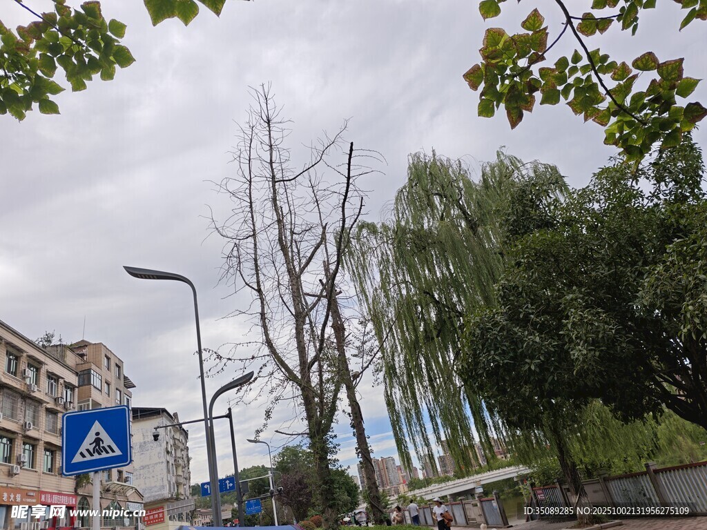 城市街道旁的绿树与路标
