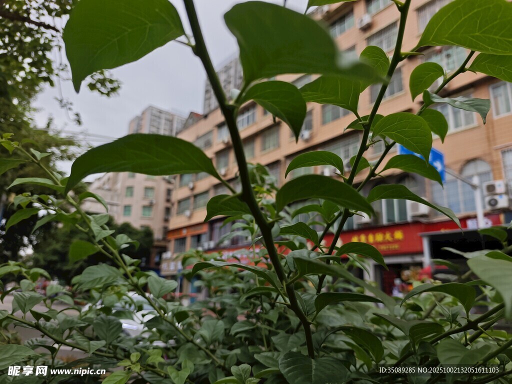 绿叶掩映下的多彩建筑