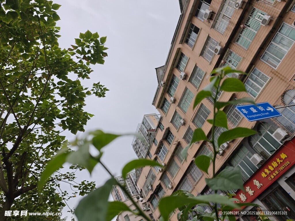 街边绿植与多层建筑景观