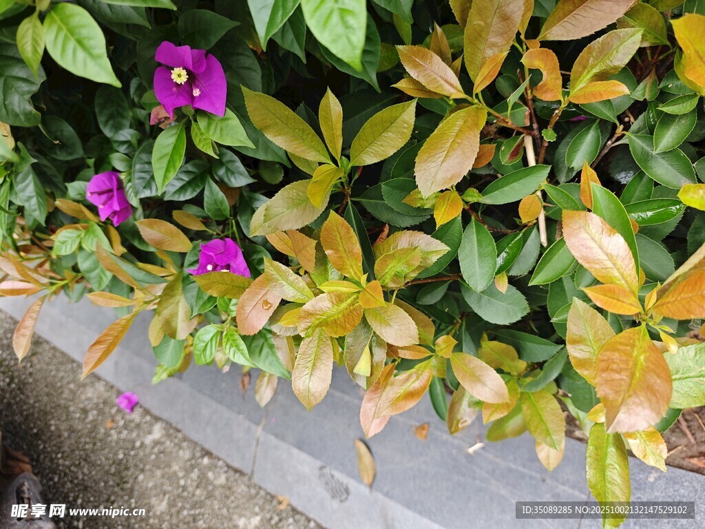 绿叶丛中绽放的紫色小花