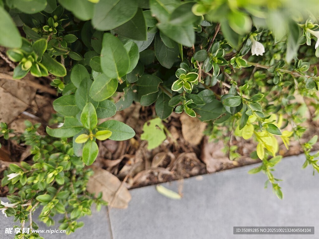 墙角绿植生机盎然