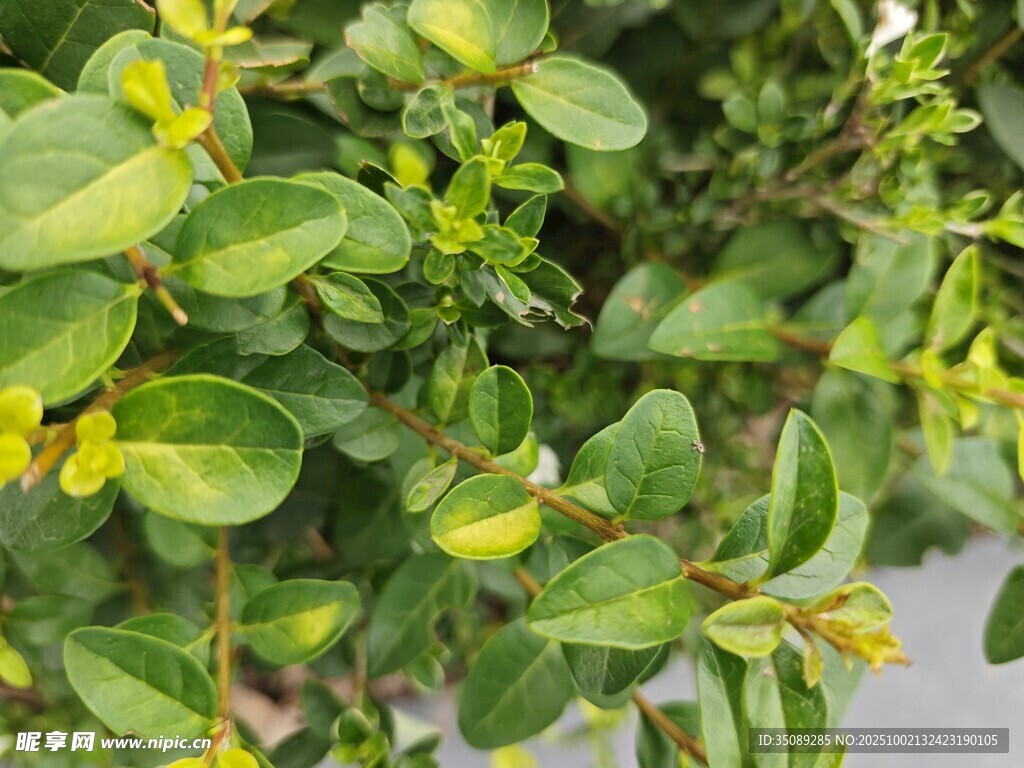 翠绿叶片的植物特写